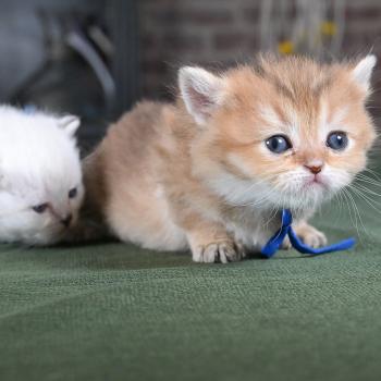 chaton British Shorthair black golden shaded Bilbo Chatterie Le Domaine de Phyr