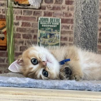 chaton British Shorthair black golden shaded Bilbo Chatterie Le Domaine de Phyr
