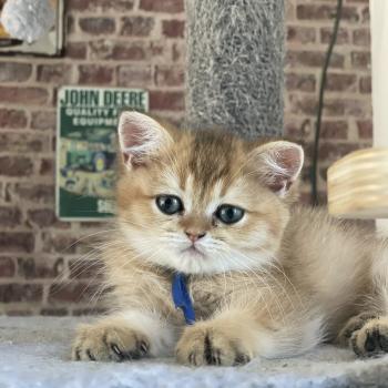 chaton British Shorthair black golden shaded Bilbo Chatterie Le Domaine de Phyr