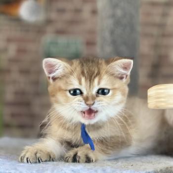 chaton British Shorthair black golden shaded Bilbo Chatterie Le Domaine de Phyr