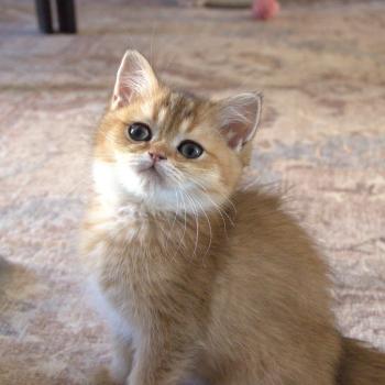 chaton British Shorthair black golden shaded Bilbo Chatterie Le Domaine de Phyr