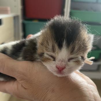 chaton British Shorthair black golden bicolor Biscotte Chatterie Le Domaine de Phyr