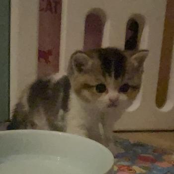 chaton British Shorthair black golden bicolor Biscotte Chatterie Le Domaine de Phyr