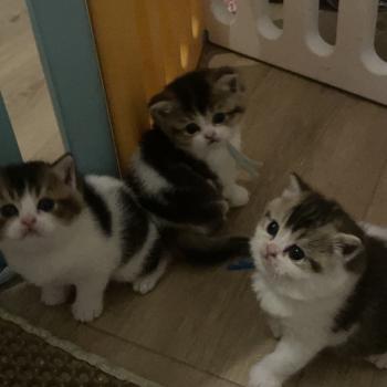 chaton British Shorthair black golden bicolor Biscotte Chatterie Le Domaine de Phyr