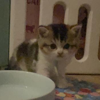 chaton British Shorthair black golden bicolor Biscotte Chatterie Le Domaine de Phyr