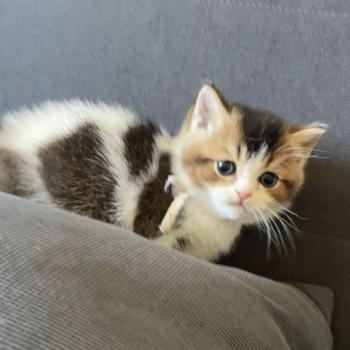 chaton British Shorthair black golden bicolor Biscotte Chatterie Le Domaine de Phyr