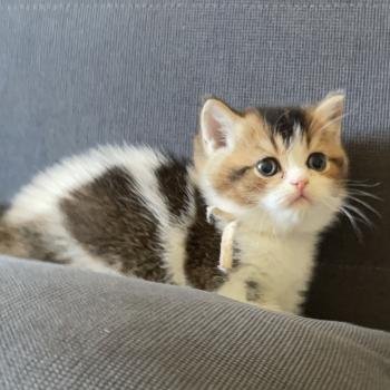 chaton British Shorthair black golden bicolor Biscotte Chatterie Le Domaine de Phyr