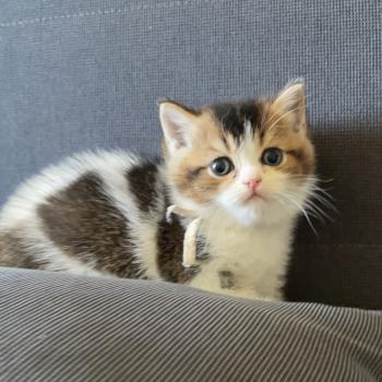 chaton British Shorthair black golden bicolor Biscotte Chatterie Le Domaine de Phyr
