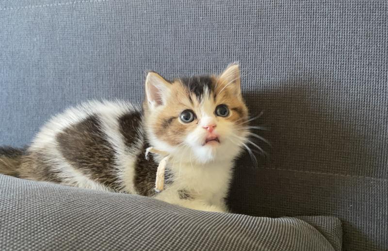 Biscotte Du Domaine de Phyr Mâle British Shorthair