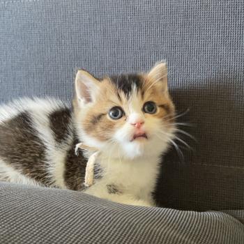 chaton British Shorthair black golden bicolor Biscotte Chatterie Le Domaine de Phyr