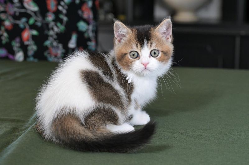 Biscotte Du Domaine de Phyr Mâle British Shorthair
