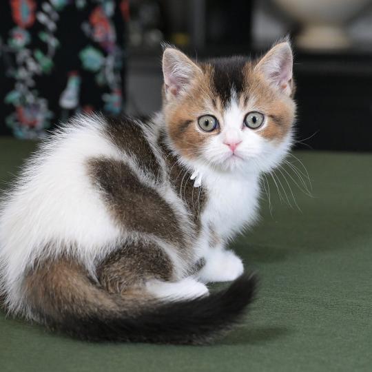 Biscotte Du Domaine de Phyr Mâle British Shorthair
