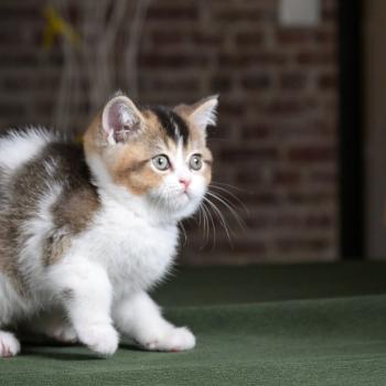 chaton British Shorthair black golden bicolor Biscotte Chatterie Le Domaine de Phyr