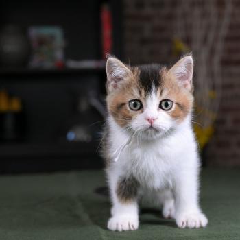 chaton British Shorthair black golden bicolor Biscotte Chatterie Le Domaine de Phyr