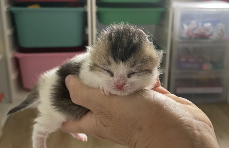 Biscuit Du Domaine de Phyr Mâle British Shorthair