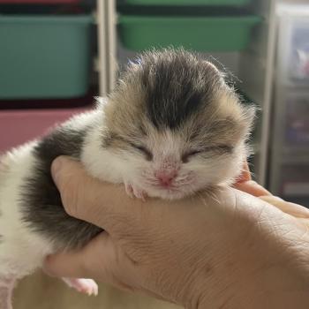 chaton British Shorthair black golden bicolor Biscuit Chatterie Le Domaine de Phyr