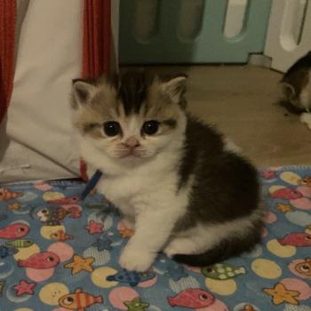 chaton British Shorthair black golden bicolor Biscuit Chatterie Le Domaine de Phyr