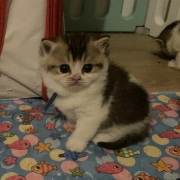 chaton British Shorthair black golden bicolor Biscuit Chatterie Le Domaine de Phyr