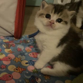 chaton British Shorthair black golden bicolor Biscuit Chatterie Le Domaine de Phyr