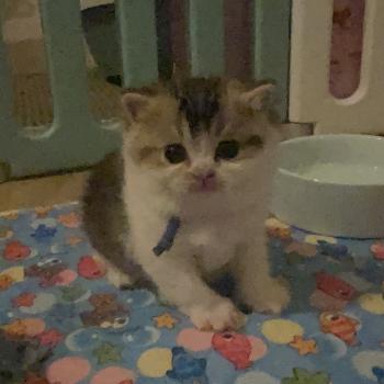 chaton British Shorthair black golden bicolor Biscuit Chatterie Le Domaine de Phyr