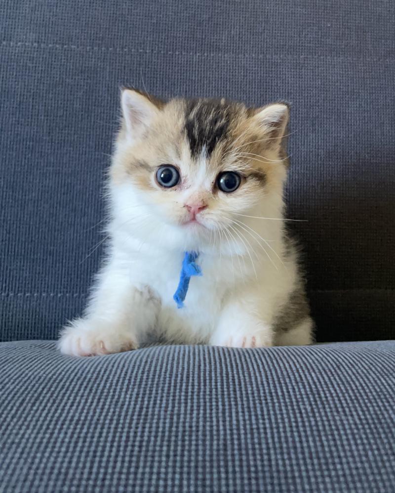 Biscuit Du Domaine de Phyr Mâle British Shorthair