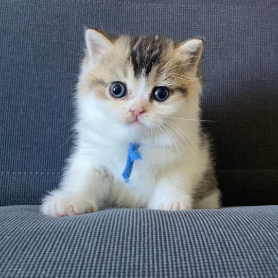 Biscuit Du Domaine de Phyr Mâle British Shorthair