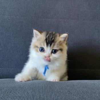 chaton British Shorthair black golden bicolor Biscuit Chatterie Le Domaine de Phyr
