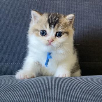 chaton British Shorthair black golden bicolor Biscuit Chatterie Le Domaine de Phyr