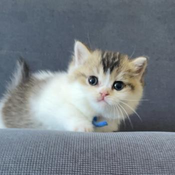 chaton British Shorthair black golden bicolor Biscuit Chatterie Le Domaine de Phyr