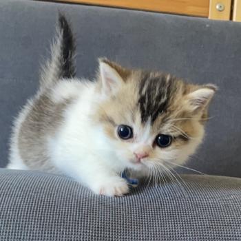 chaton British Shorthair black golden bicolor Biscuit Chatterie Le Domaine de Phyr