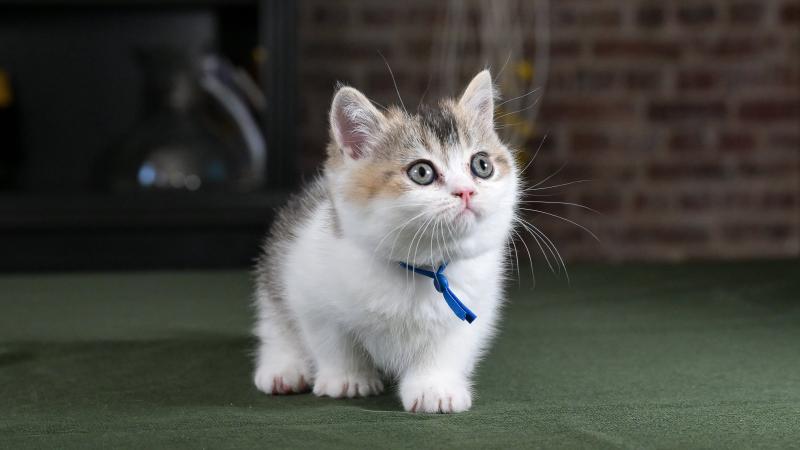 Biscuit Du Domaine de Phyr Mâle British Shorthair