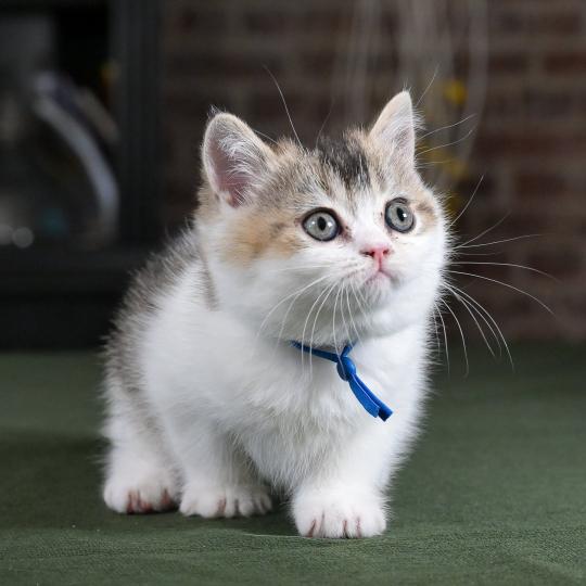 Biscuit Du Domaine de Phyr Mâle British Shorthair