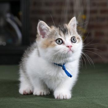 chaton British Shorthair black golden bicolor Biscuit Chatterie Le Domaine de Phyr