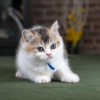 chaton British Shorthair black golden bicolor Biscuit Chatterie Le Domaine de Phyr