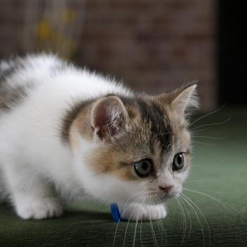 chaton British Shorthair black golden bicolor Biscuit Chatterie Le Domaine de Phyr