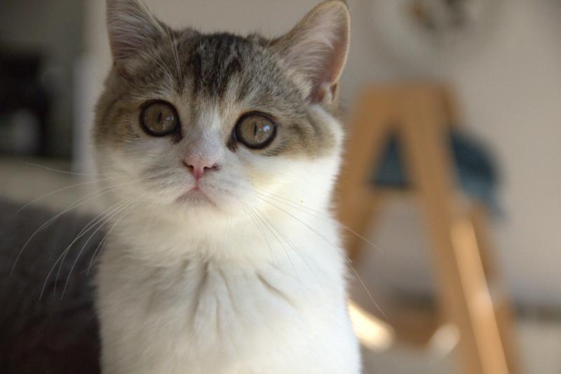 Biscuit Du Domaine de Phyr Mâle British Shorthair