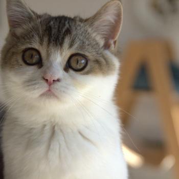 chaton British Shorthair black golden bicolor Biscuit Chatterie Le Domaine de Phyr