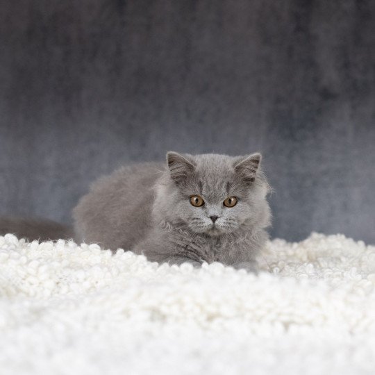 chaton British Longhair blue WYNN BLUEBELL Chatterie Le Domaine de Phyr