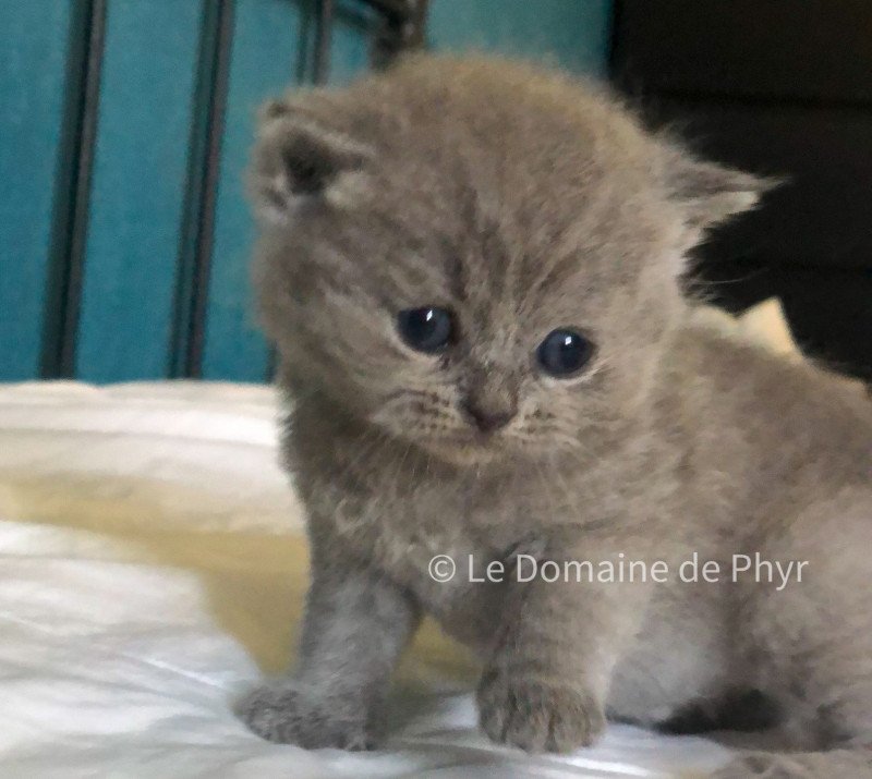 Azur Du Domaine de Phyr Mâle British Shorthair