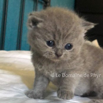 chaton British Shorthair blue Bleu collier violet Chatterie Le Domaine de Phyr