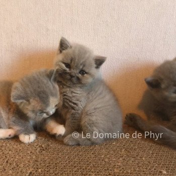 chaton British Shorthair blue Azur Chatterie Le Domaine de Phyr