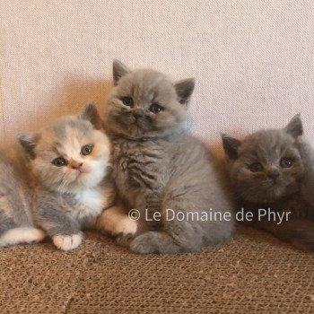 chaton British Shorthair blue Azur Chatterie Le Domaine de Phyr