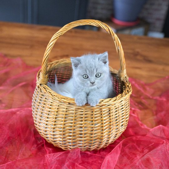 Azur Du Domaine de Phyr Mâle British Shorthair