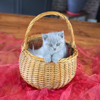 chaton British Shorthair blue Azur Chatterie Le Domaine de Phyr