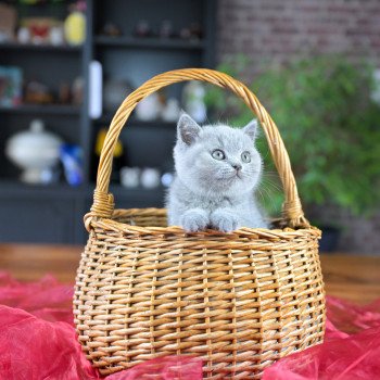 chaton British Shorthair blue Azur Chatterie Le Domaine de Phyr