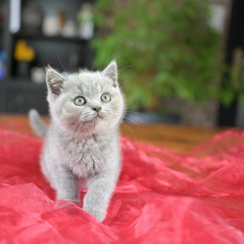 chaton British Shorthair blue Azur Chatterie Le Domaine de Phyr