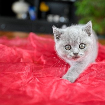 chaton British Shorthair blue Azur Chatterie Le Domaine de Phyr