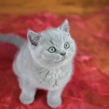 chaton British Shorthair blue Azur Chatterie Le Domaine de Phyr