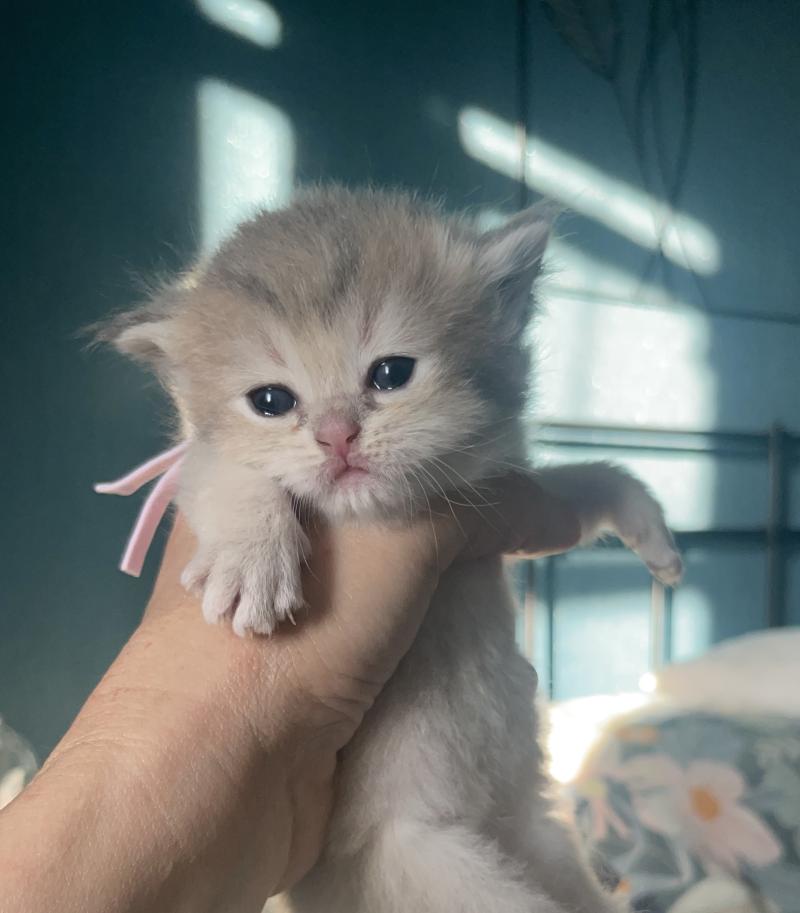 Bleuet Du Domaine de Phyr Femelle British Shorthair