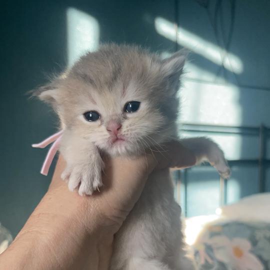 Bleuet Du Domaine de Phyr Femelle British Shorthair